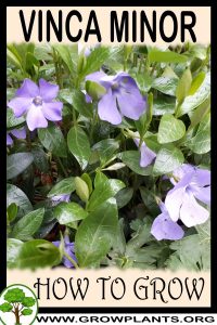 How to grow Vinca minor