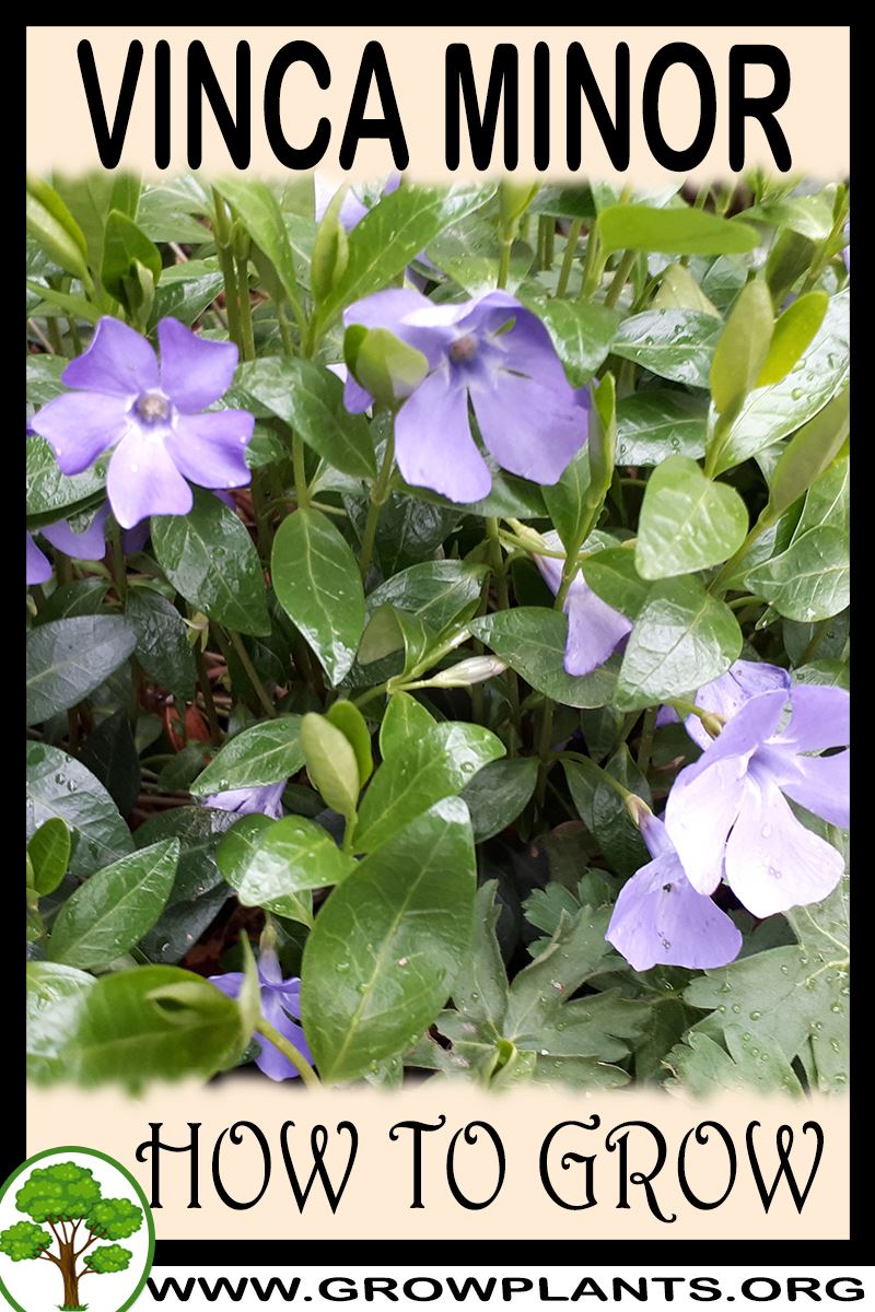 How to grow Vinca minor