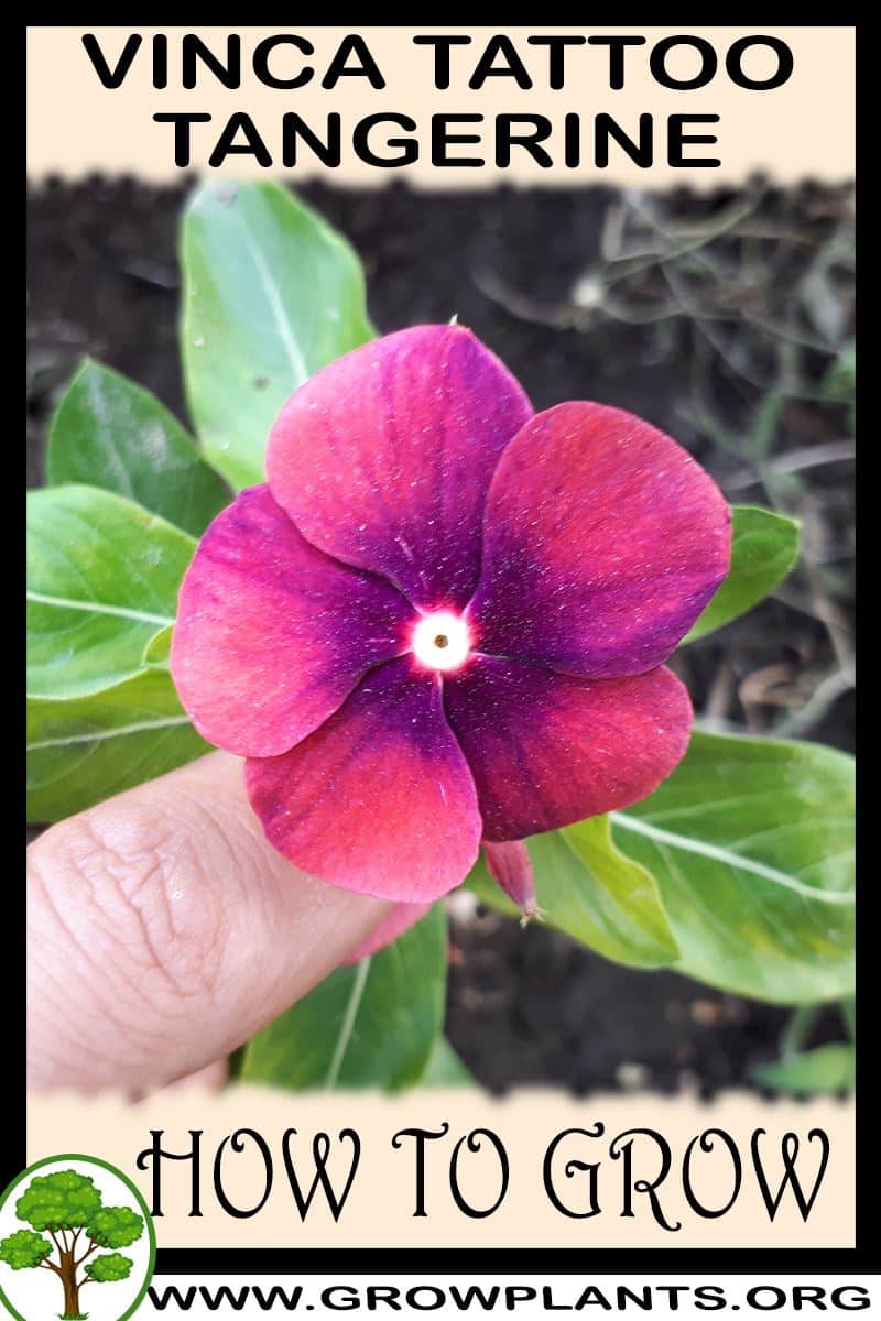 How to grow Vinca tattoo tangerine
