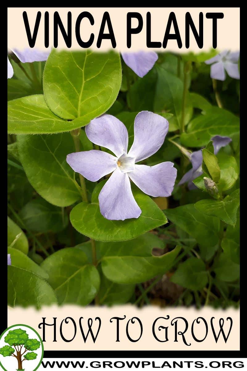How to grow Vinca