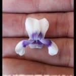 Viola hederacea