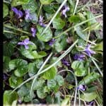Viola odorata