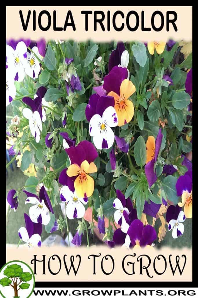 Viola tricolor