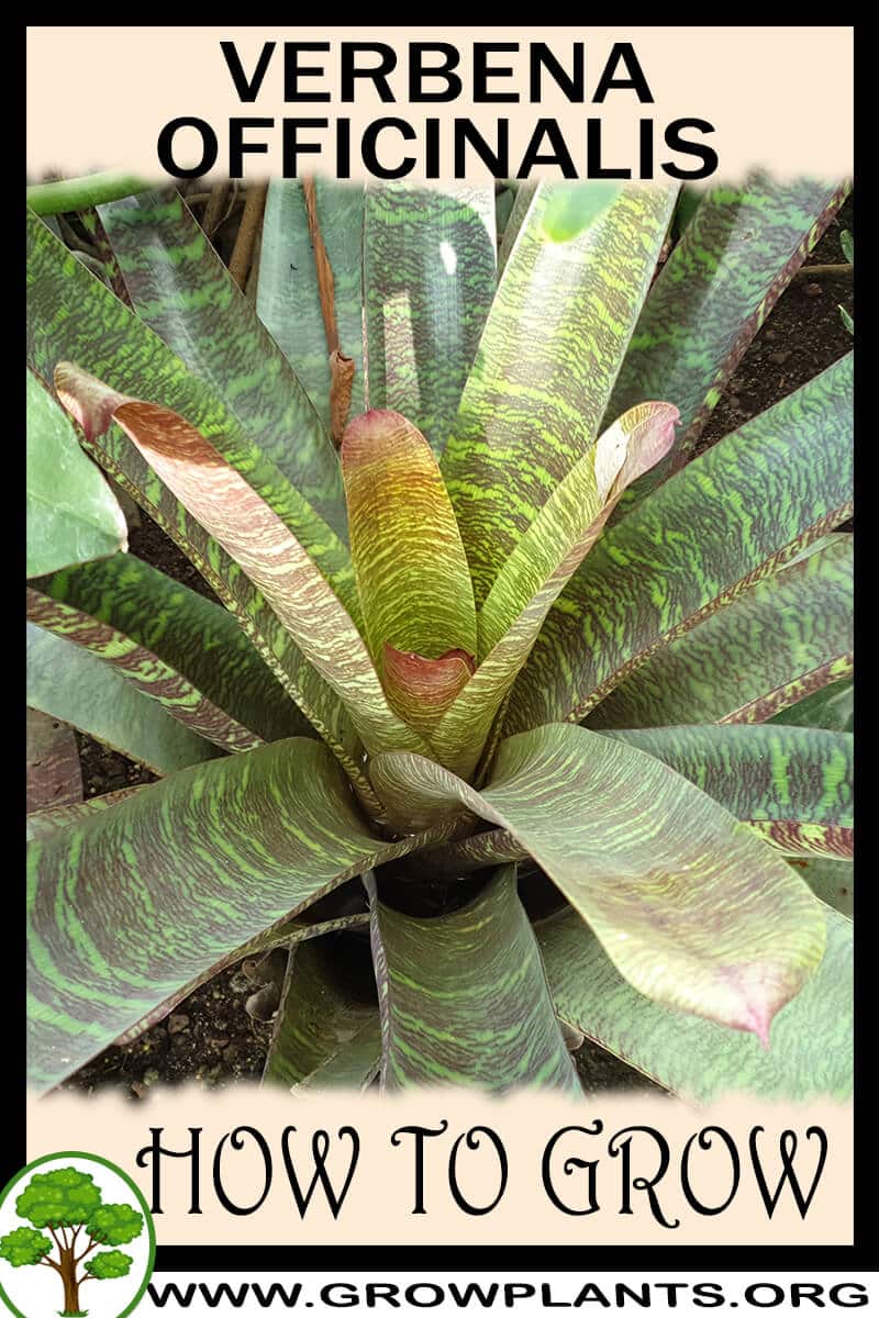 How to grow Vriesea fosteriana