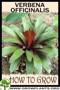 How to grow Vriesea heterostachys
