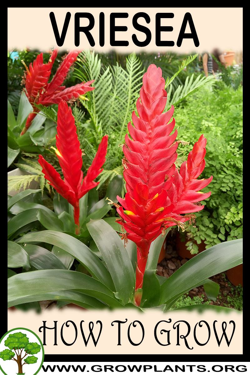 How to grow Vriesea
