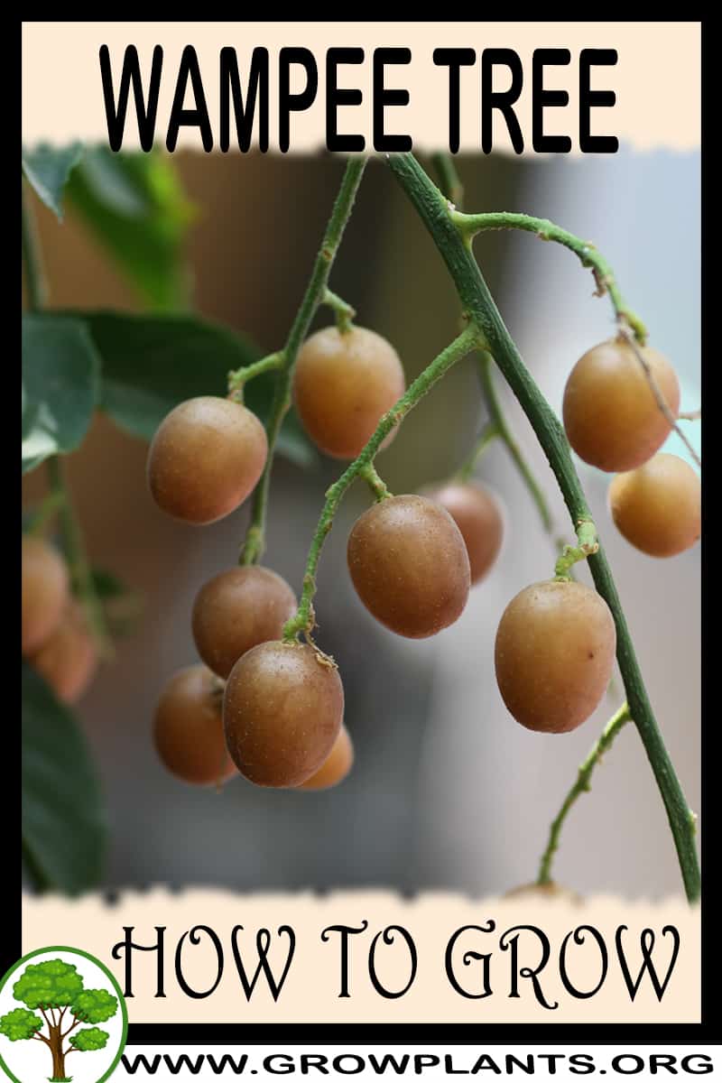 How to grow Wampee