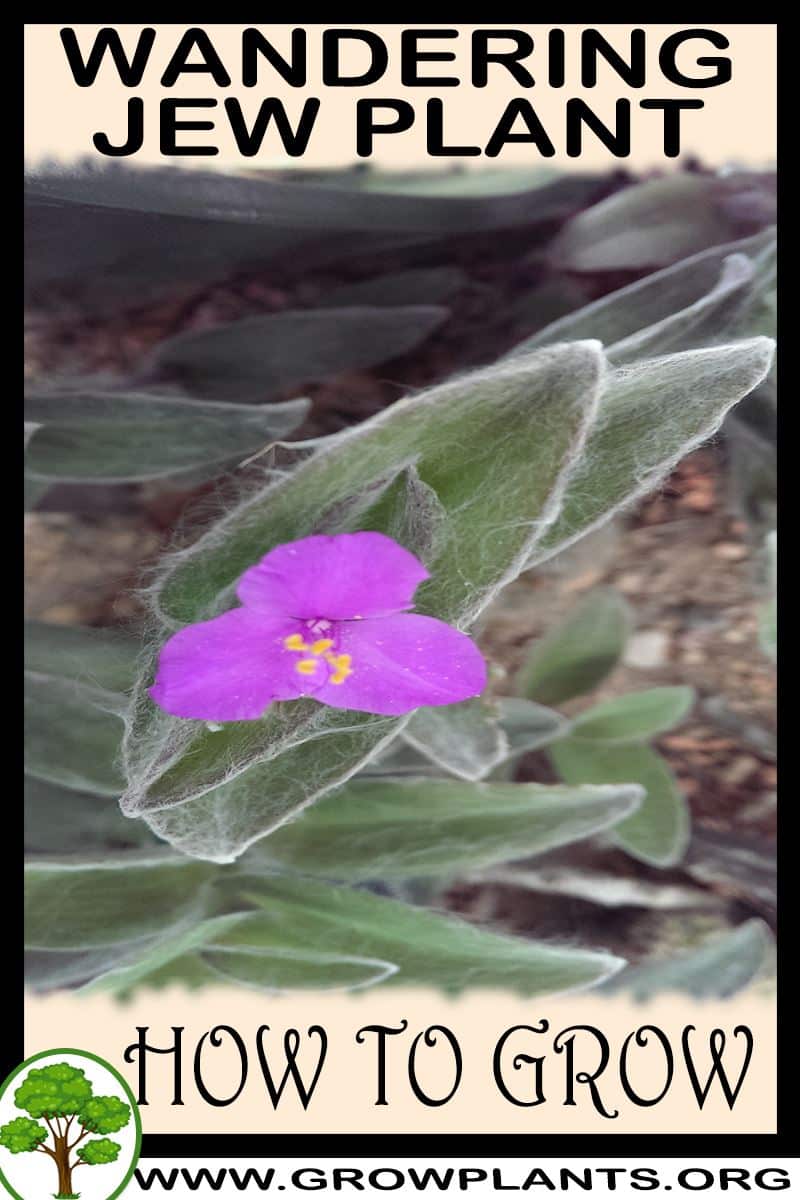 How to grow Wandering jew plant