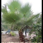 Washingtonia palm