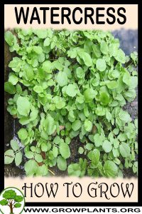 How to grow Watercress