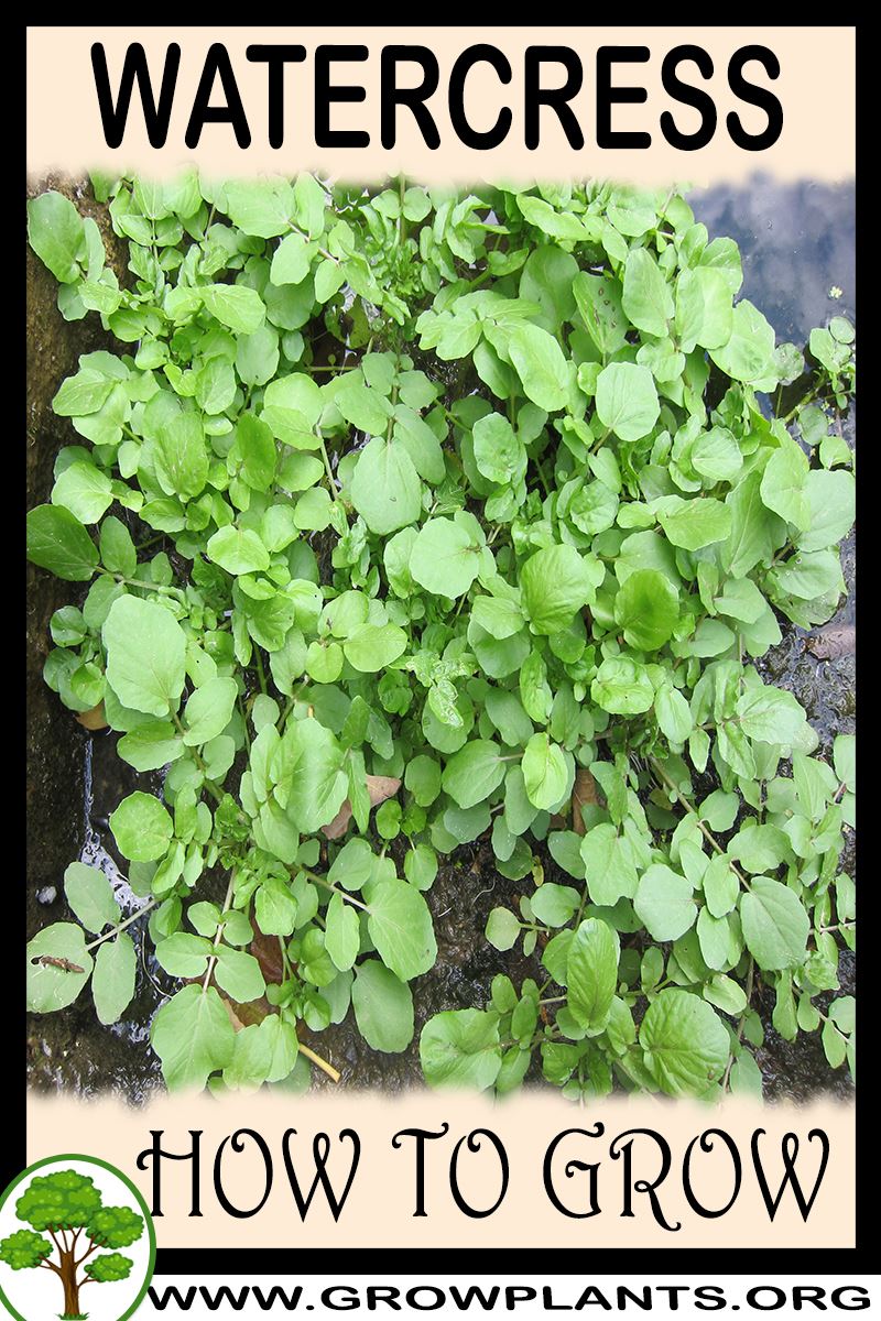 Watercress How to grow & care