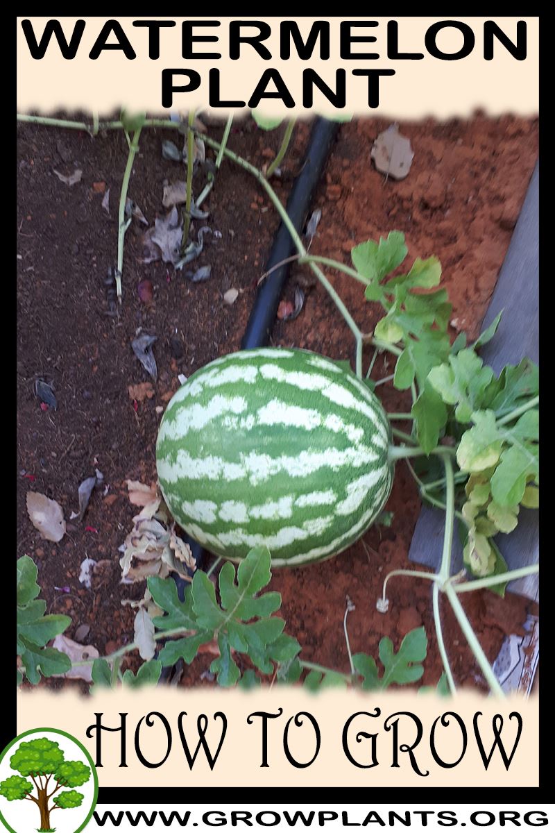 Watermelon plant How to grow & care