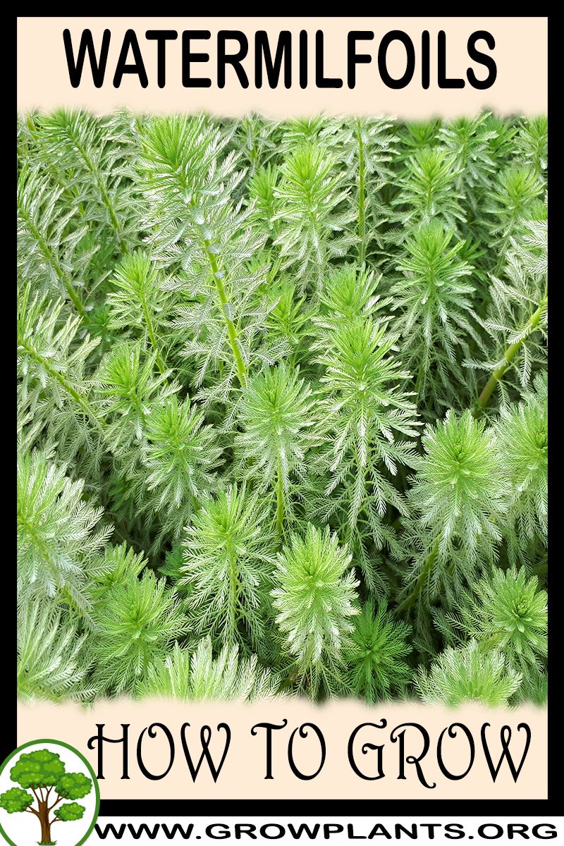How to grow Watermilfoils