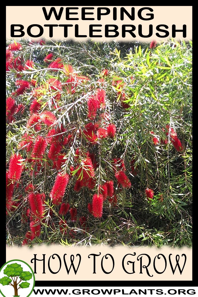 How to grow Weeping bottlebrush