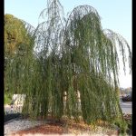 Weeping Willow