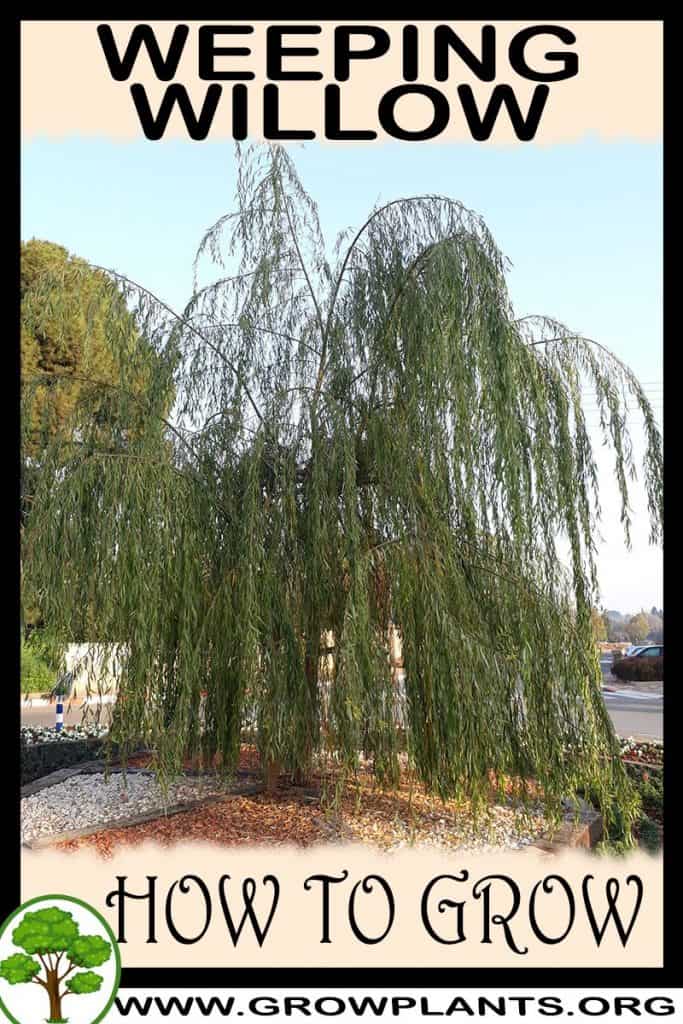 Weeping Willow