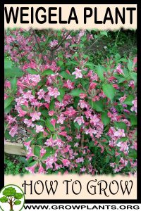 How to grow Weigela