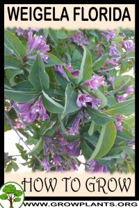 How to grow Weigela florida