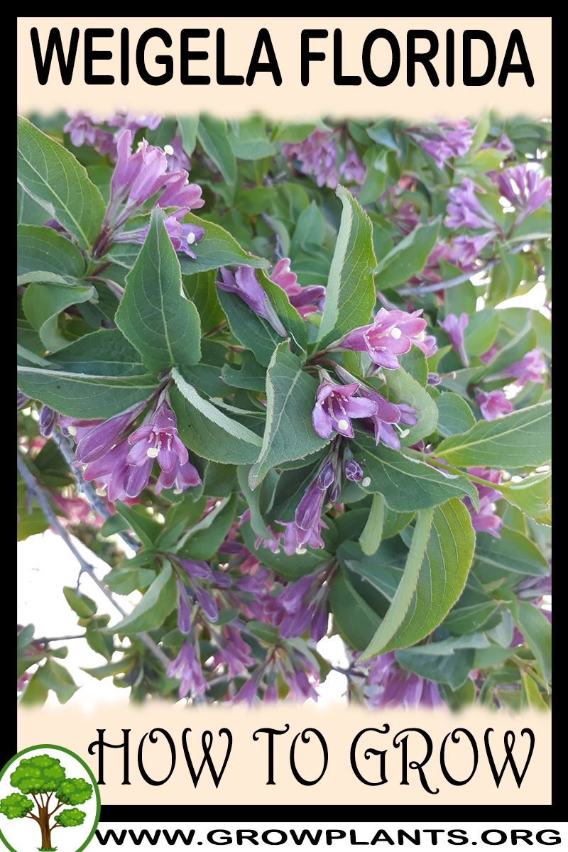 How to grow Weigela florida