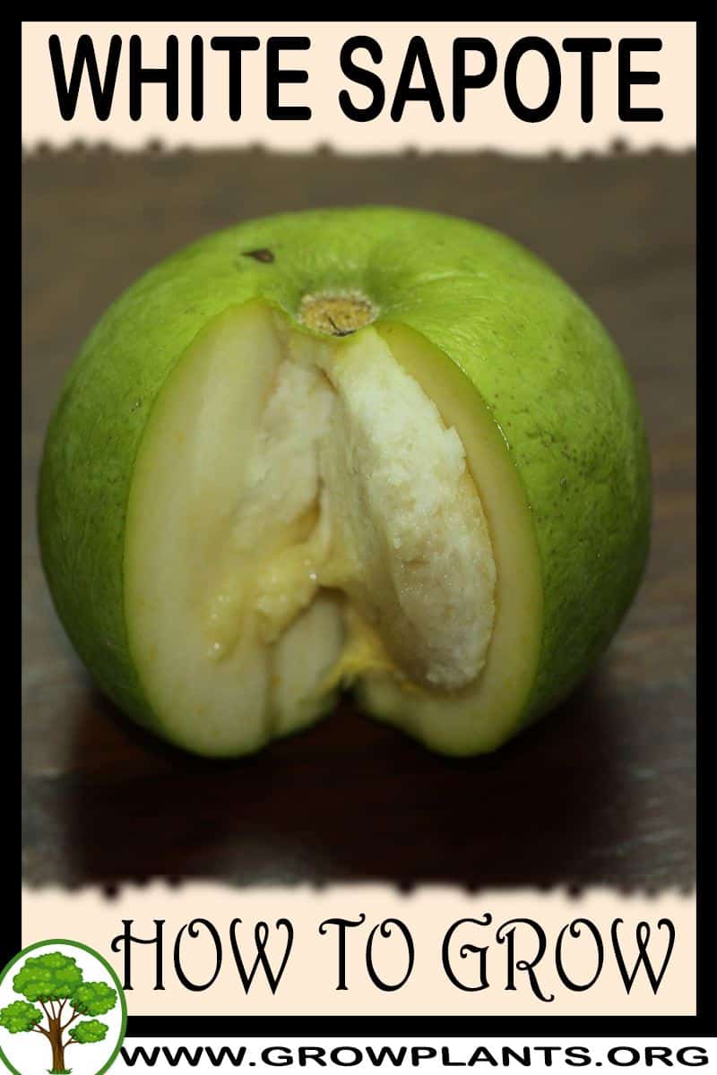 How to grow White Sapote