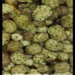 White mulberry