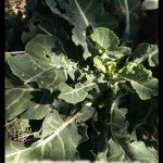 Wild cabbage