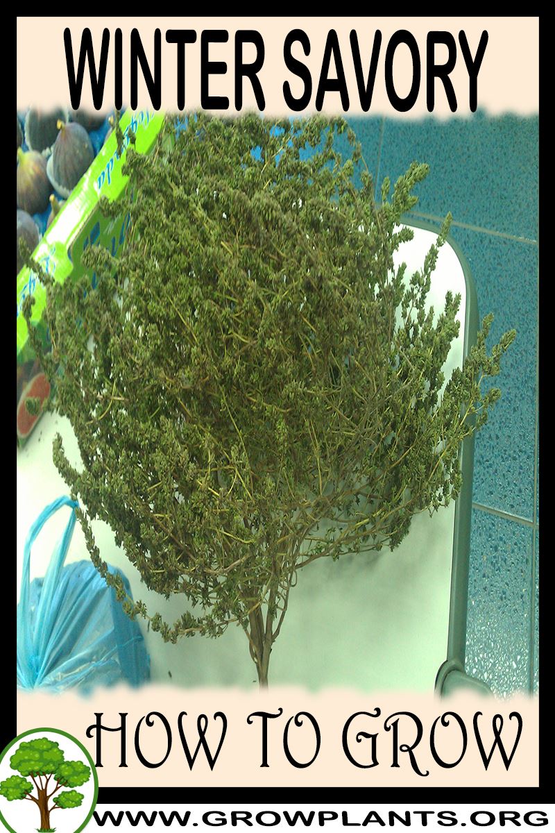 How to grow Winter savory