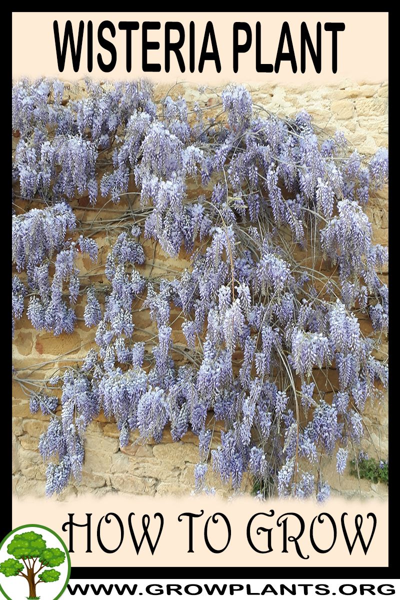 Wisteria How to grow & care