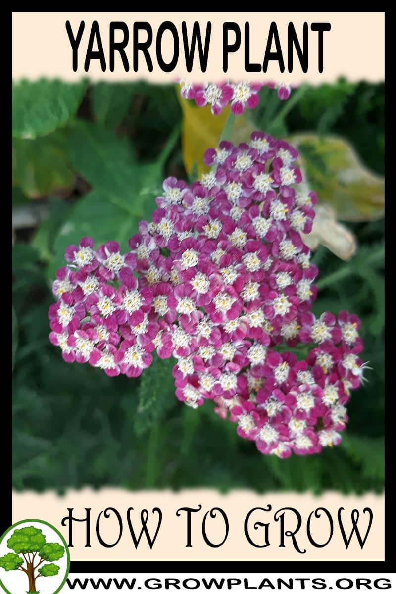 How to grow Yarrow