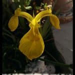Yellow iris