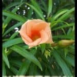 Yellow oleander