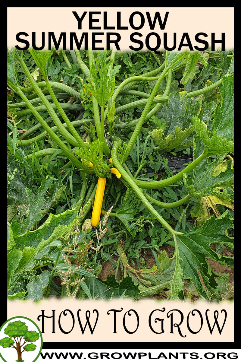 How to grow Yellow summer squash
