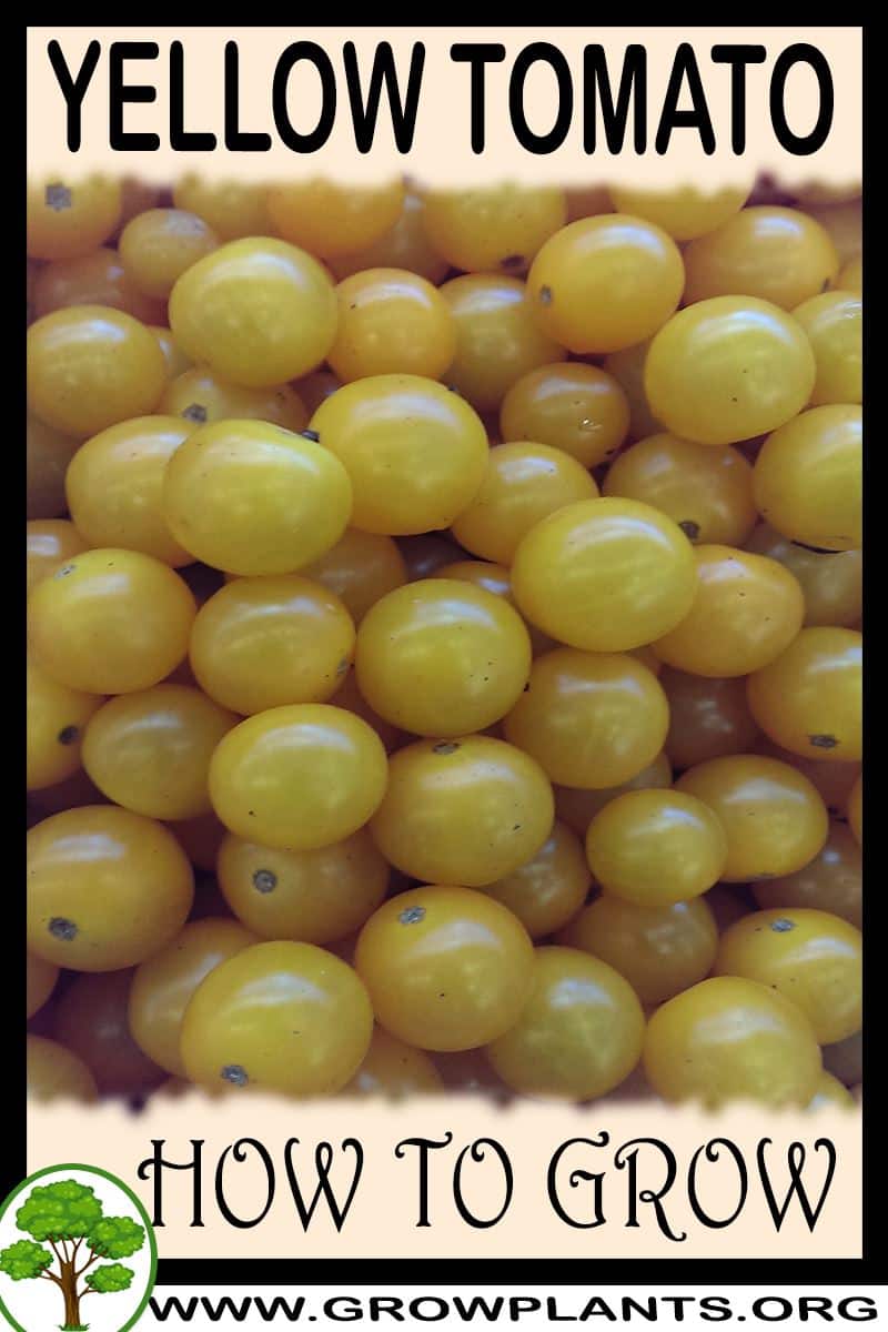 Yellow tomato How to grow & care