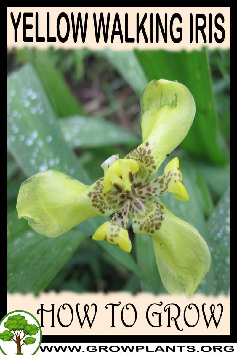 How to grow Yellow walking iris