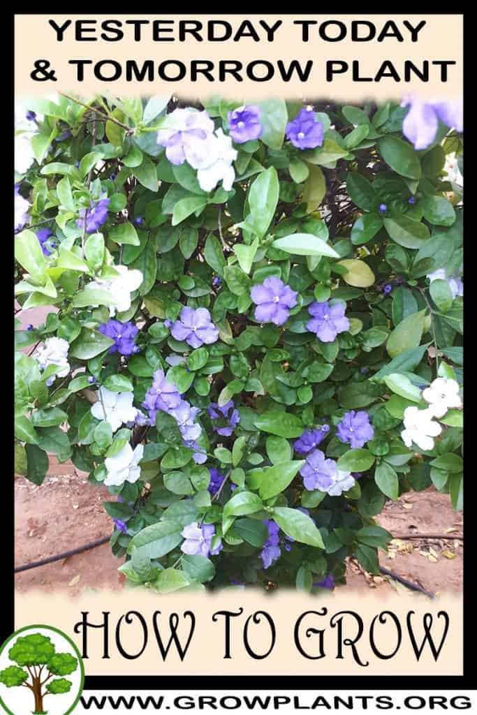 Yesterday today and tomorrow plant