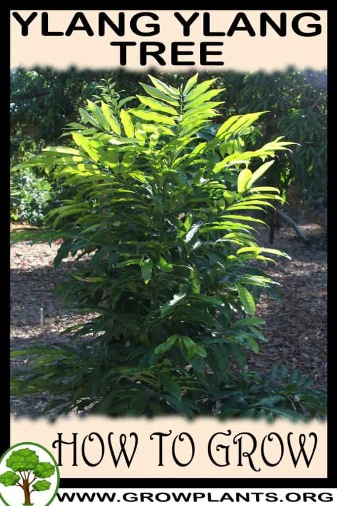 Ylang ylang tree