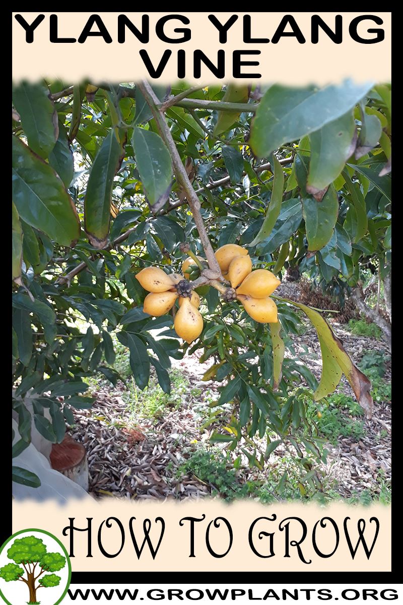 How to grow Ylang ylang vine