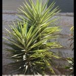 Yucca aloifolia