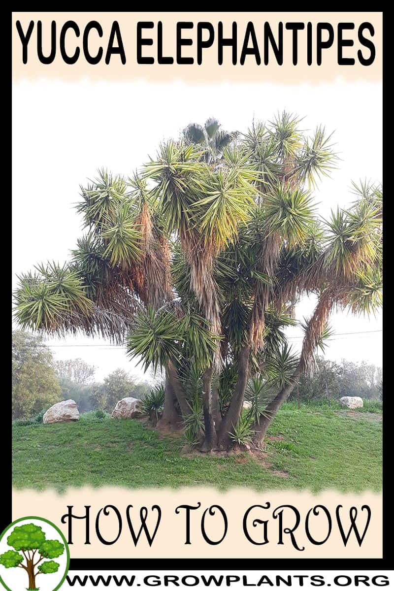 How to grow Yucca elephantipes