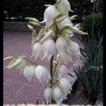 Yucca filamentosa