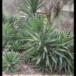 Yucca gloriosa