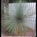 Yucca linearifolia