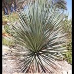 Yucca rostrata