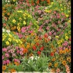 Zinnia
