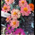 Zinnia elegans