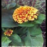 Zinnia Persian carpet