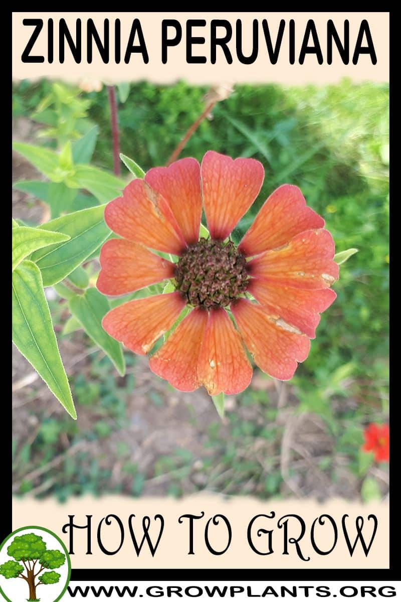 How to grow Zinnia peruviana
