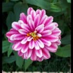 Zinnia zahara