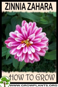 How to grow Zinnia zahara