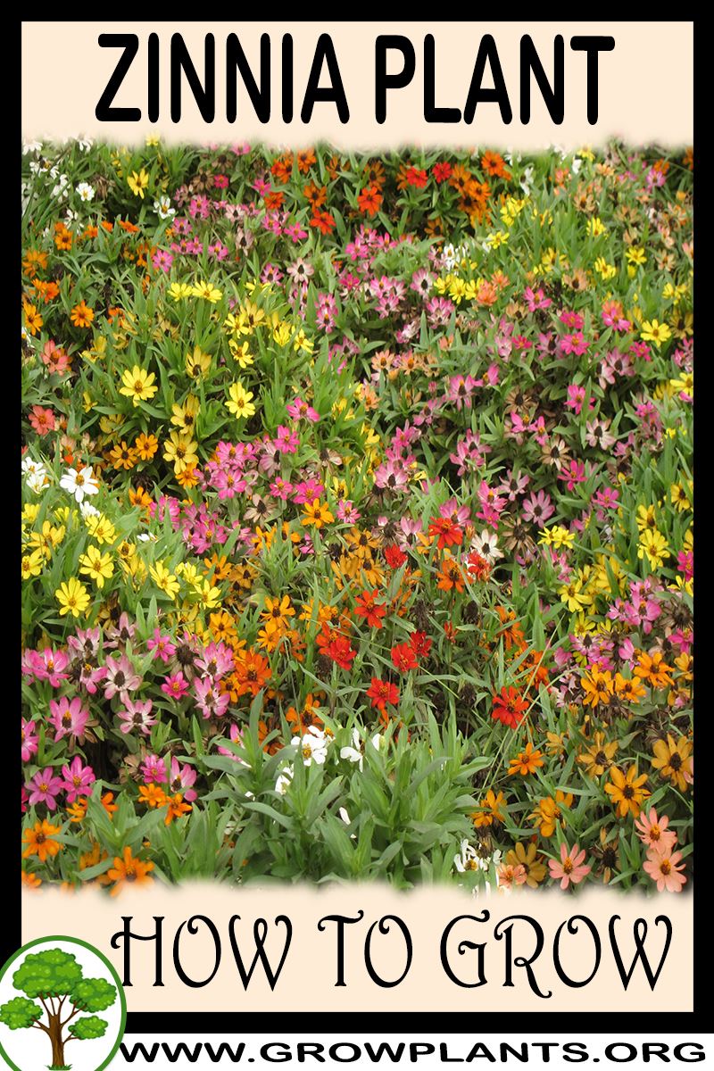 How to grow Zinnia